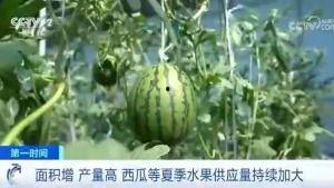 庄河吃瓜群众案件,揭秘网络谣言背后的真相  第1张